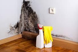 Best Attic Mold Removal  in South Run, VA